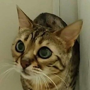 Meet your Posher, Todd